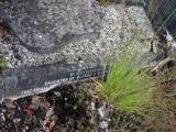 image of grave number 938196